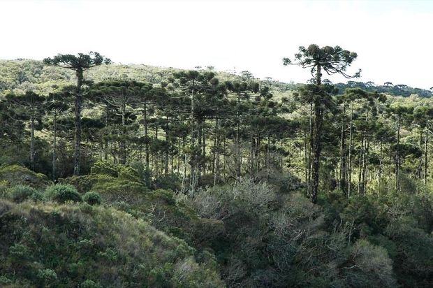 Floresta ombrófila mista no Parque Nacional de Aparados da Serra
