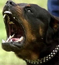 Ataque de Rottweiler amigo